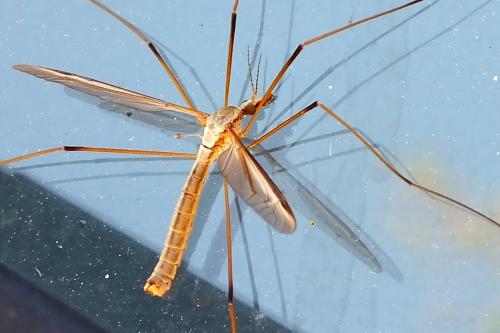 Réf. 89 109 : Tipula sp.