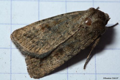 Réf. 89 096 : Caradrina morpheus