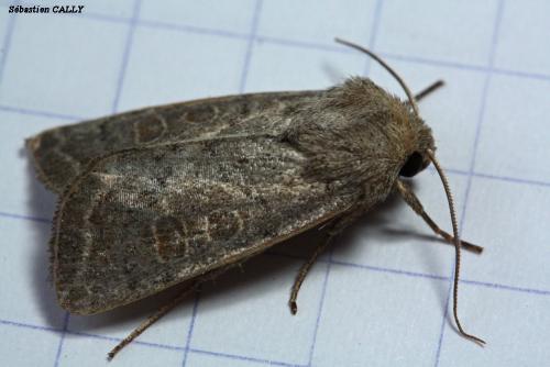 Réf. 89 968 : Hoplodrina sp.