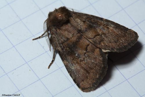 Réf. 89 453 : Charanyca ferruginea