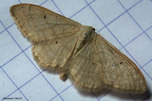 Idaea straminata