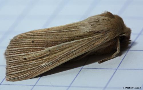 Réf. 89 456 : Mythimna impura