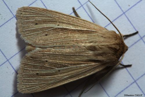 Réf. 89 455 : Mythimna impura