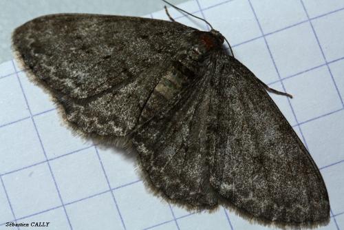 Ectropis crepuscularia