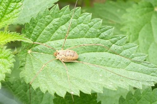 Phalangium opilio