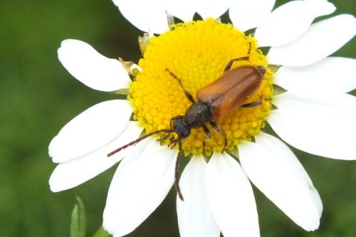 Pseudovadonia livida
