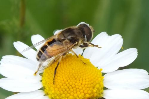 Réf. 89 423 : Eristalis arbustorum