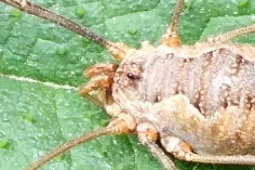 Phalangium opilio