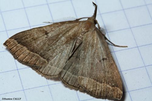 Pechipogo plumigeralis