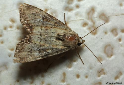 Réf. 89 944 : Apamea scolopacina