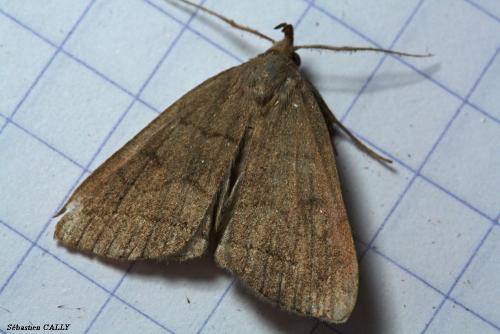 Herminia tarsipennalis