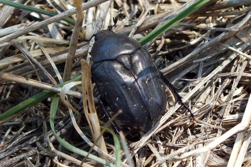 Réf. 89 474 : Netocia morio