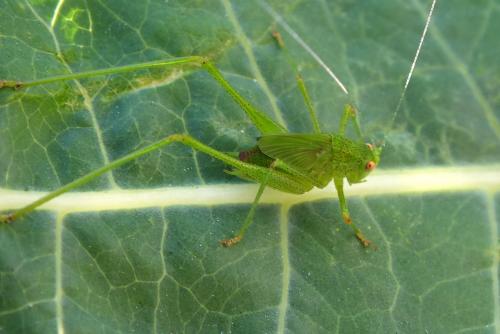 Phaneroptera nana
