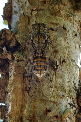 Cicada orni