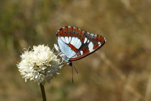 Limenitis reducta