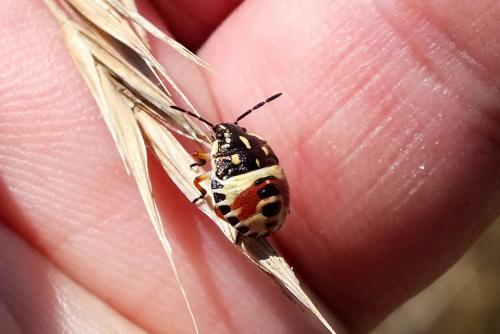 Carpocoris sp.