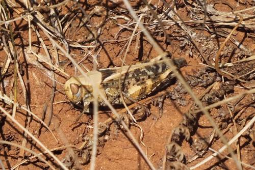 Calliptamus sp.