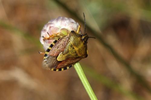 Réf. 89 824 : Carpocoris pudicus