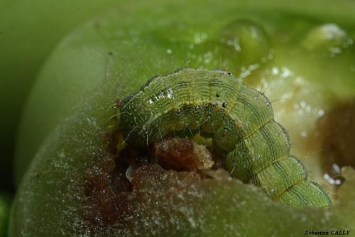 Helicoverpa armigera