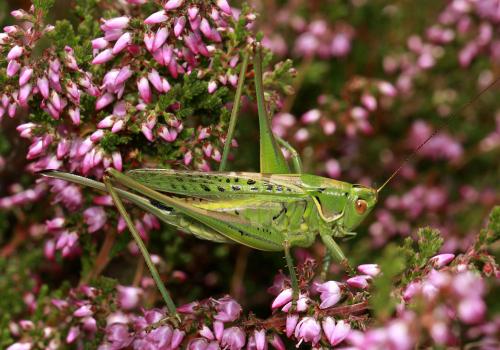 Réf. 89 735 : Gampsocleis glabra