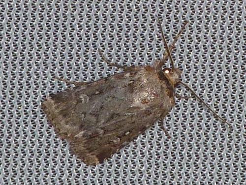 Réf. 89 893 : Lycophotia porphyrea