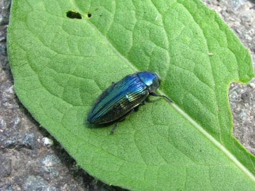 Réf. 89 613 : Buprestis rustica
