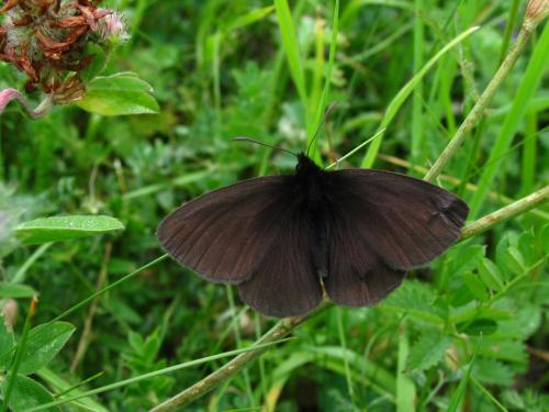 Erebia manto