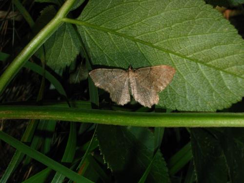 Philereme vetulata