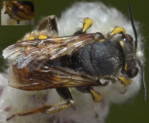 Anthidium manicatum