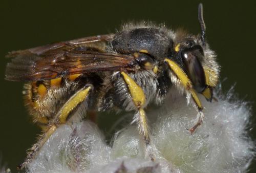Anthidium manicatum