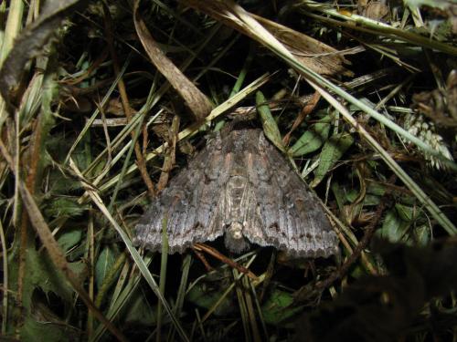 Réf. 89 425 : Polia bombycina