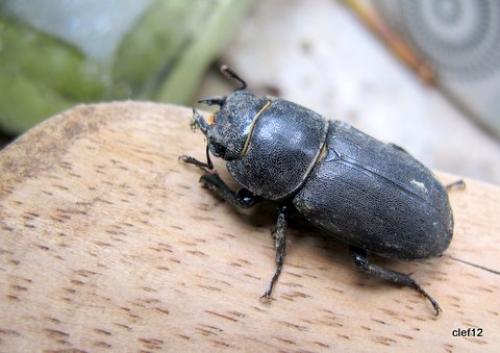 Réf. 89 795 : Dorcus parallelipipedus