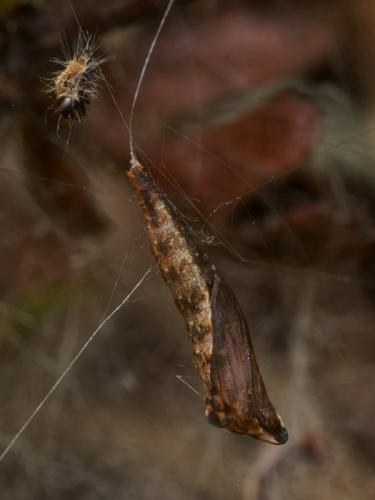 Scythropia crataegella