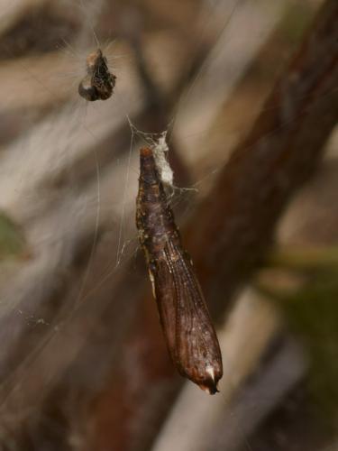 Scythropia crataegella