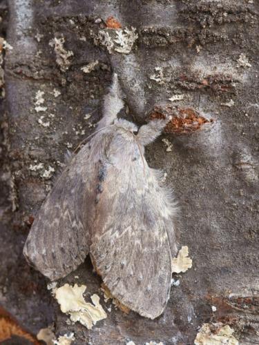 Stauropus fagi