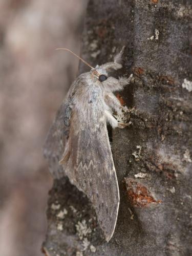 Stauropus fagi