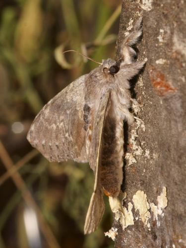 Réf. 89 209 : Stauropus fagi