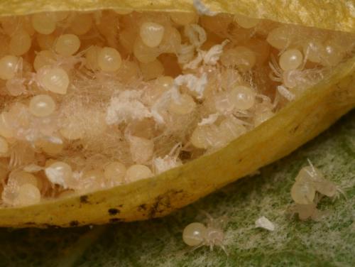 Cyrtarachne ixoides