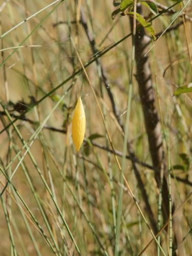 Cyrtarachne ixoides