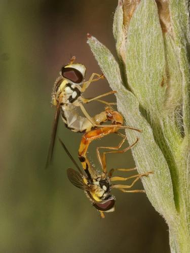 Réf. 89 376 : Sphaerophoria scripta