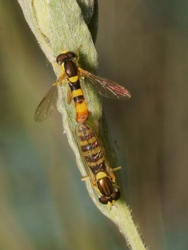 Réf. 89 377 : Sphaerophoria scripta