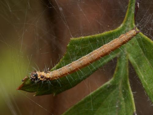 Scythropia crataegella
