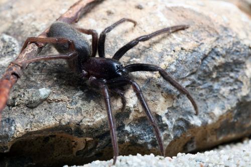 Segestria florentina