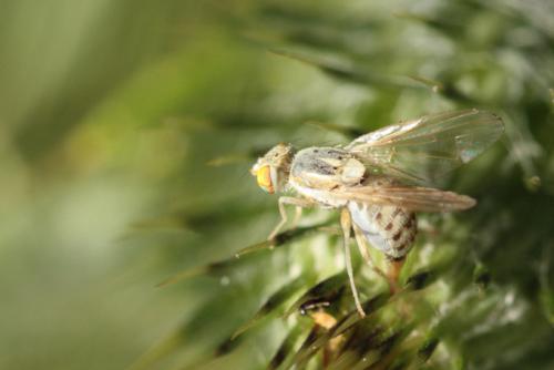 Réf. 89 424 : Terellia longicauda