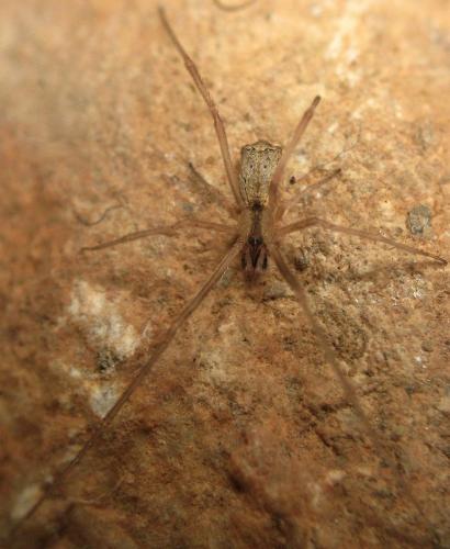 Episinus algiricus