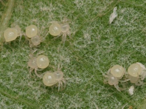 Cyrtarachne ixoides
