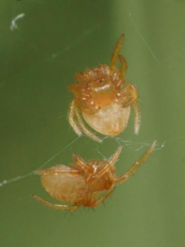 Cyrtarachne ixoides