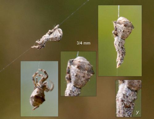 Hyptiotes sp.