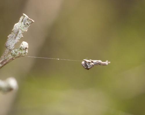 Hyptiotes sp.