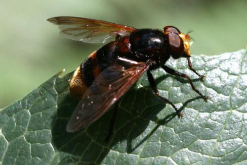 Volucella zonaria